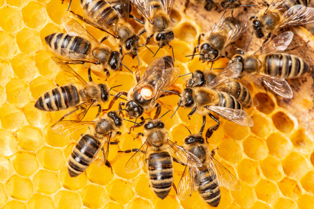 Die Bienenkönigin (Apis mellifera), markiert mit einem Punkt, umgeben von Arbeiterbienen – das Leben im Bienenvolk.